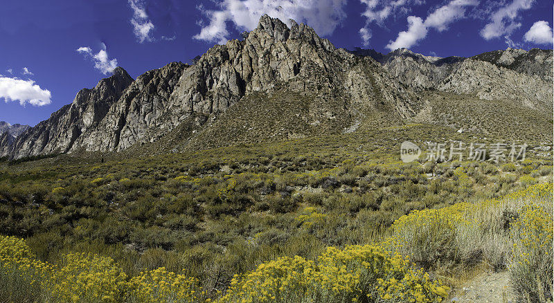 橡胶Rabbitbrush;Chrysothamnus nauseosus;松溪峡谷;阴阳县NF;惠勒脊;东内华达山脉;加州，黄色，岩石，山脊